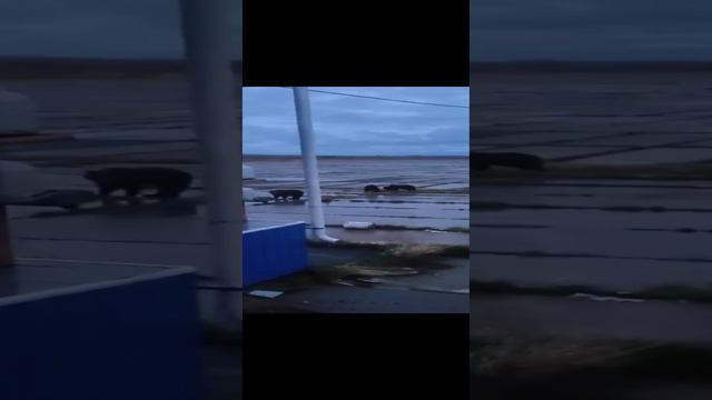 Медведица с медвежатами в аэропорту смотреть онлайн