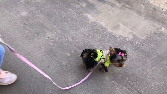 ? «ПРИУЧАЕМ ЩЕНКА К УЛИЦЕ»?/Первая прогулка щенка/ Игры со щенком/ Йоркширский терьер смотреть онлайн