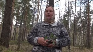 Всё о пользе лопуха