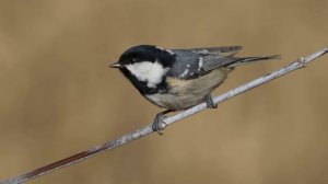 Пение синиц (Московка) | (1 Минута)