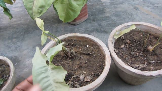 Syngonium Leave Turning Yellow? | Helpful Tips смотреть онлайн