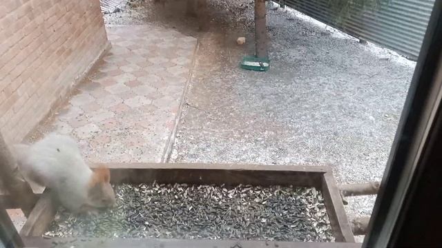 бегут за семечками и шишками смотреть онлайн