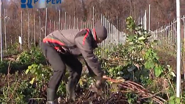 Сюжет накрываем малину на зиму смотреть онлайн