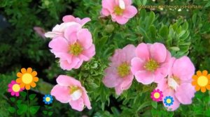 Лапчатка кустарниковая Флоппи Диск. Краткий обзор, описание potentilla fruticosa Floppy Disk