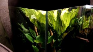 После подмены воды и небольшой уборки. Листья дуба в аквариуме с растениями и неонами