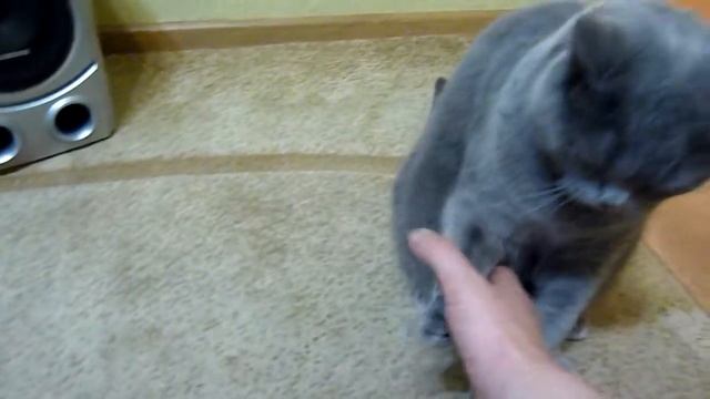 Тренировка с британским котом Лео 01 03 2014г смотреть онлайн