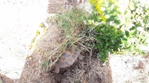 КАК узнать ЖИВА / УМЕРЛА ли #моя #черепаха