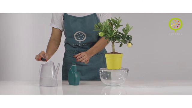 How To Water you Citrina with Fertilizer смотреть онлайн