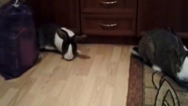 Кролики-милахи скользят по полу смотреть онлайн