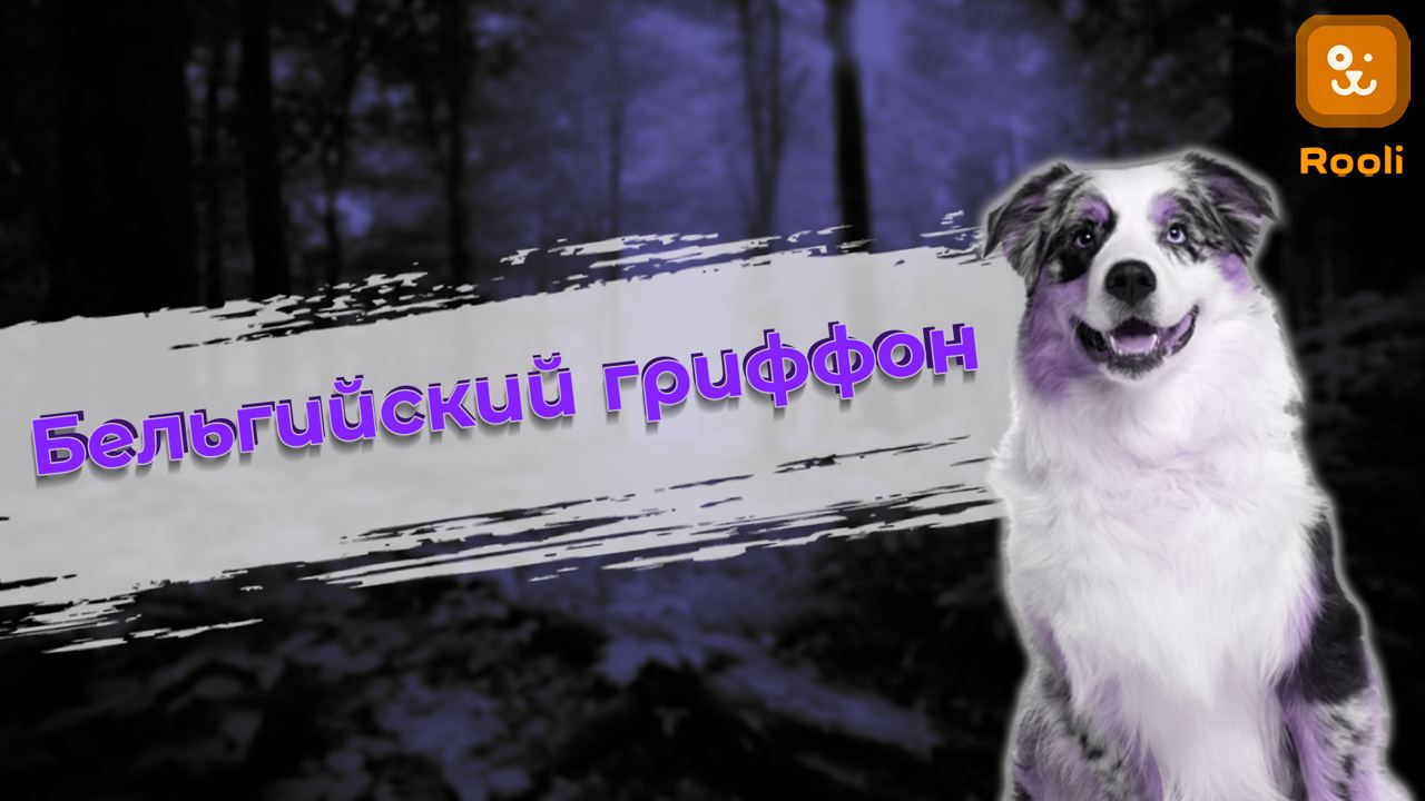 Бельгийский Гриффон: Маленький Пес с Большим Характером смотреть онлайн