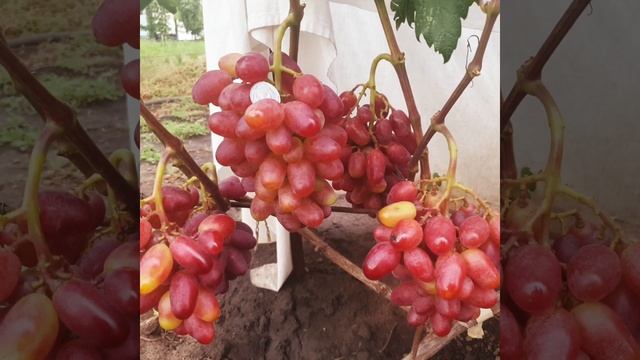 г.ф. Шафран смотреть онлайн