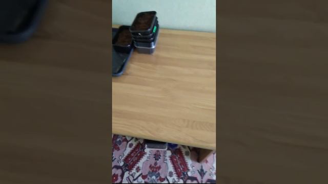 Микрозелень в домашних условиях смотреть онлайн