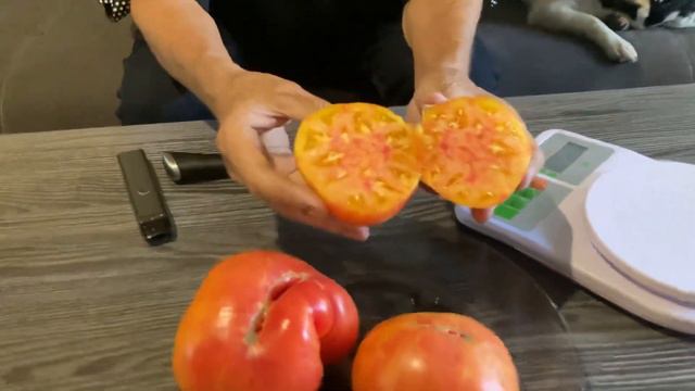 Лучшие сорта томатов. Люсид Джем ( Яркий самоцвет) смотреть онлайн