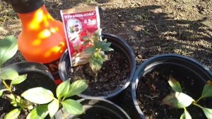 Паутинный клещ на Гортензии.Срочная обработка