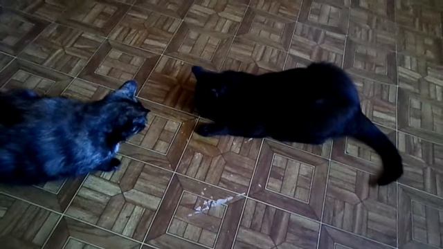 кот обЪелся валерьянки смотреть онлайн