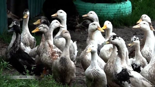 Объём производства мяса, яиц и молока не соответствует нормам в ЕАО смотреть онлайн