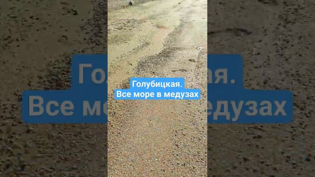 Азовское море.Голубицкая 11.08.23 #shots #море #азовскоеморе #голубицкая смотреть онлайн