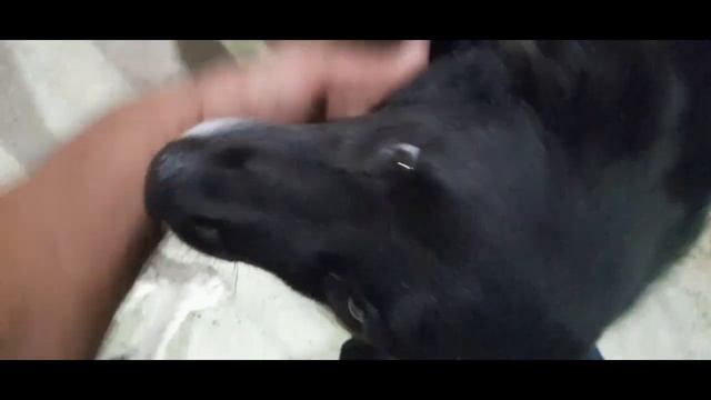 Приютский микс: кошки, собаки, морковки, баклажаны, лестницы, коврики, болячки, вакцины и прочее… смотреть онлайн