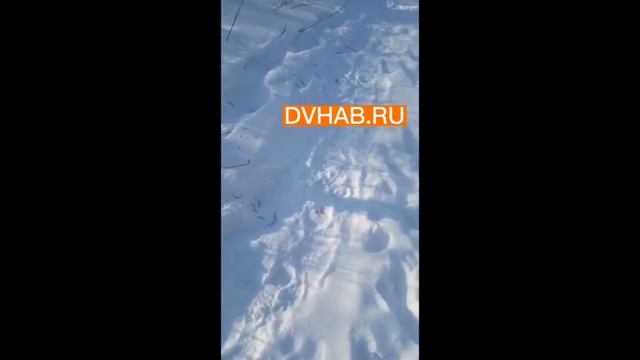 Школу отправили на дистант в Хабаровском крае смотреть онлайн
