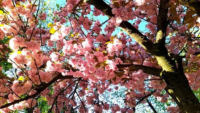 Spring relaxing video смотреть онлайн