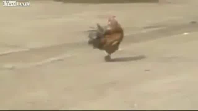 Петух Вейдера 