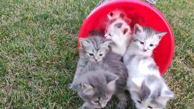 7котят на травке смотреть онлайн