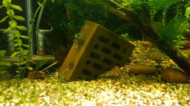 Как развивается креветочник. смотреть онлайн