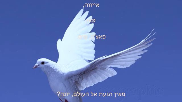 יונה לבנה смотреть онлайн