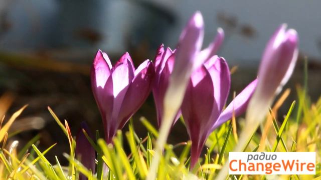 Валсуващите минзухари смотреть онлайн