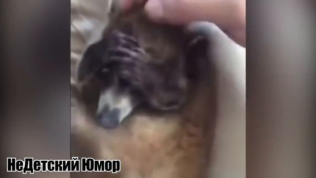 Свежая подборка приколов смотреть онлайн