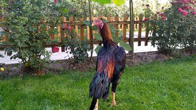 Бойцовые петухи. с. Ак жол. 4 смотреть онлайн