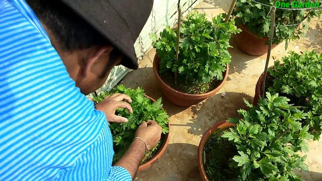 Chrysanthemum fertilizer in final stages, chrysanthemum mission 1000,2019-20,Part 20