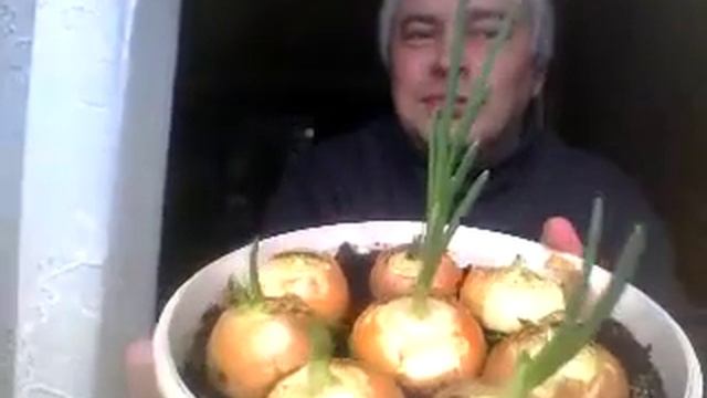 Когда приходит зима Надо сажать лук в горшок Всегда свежий лук на подоконнике смотреть онлайн