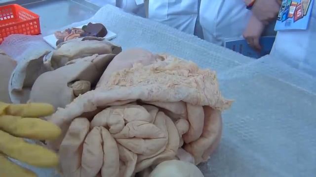 Комплекс органов брюшной полости (торс)