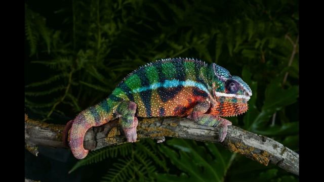 Хамелеон пантеровый смотреть онлайн