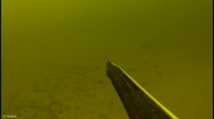 Классическая подводная охота на толстолобика