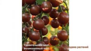 Томат обыкновенный Темрюк F1 (temryuk f1) ? Темрюк F1 обзор: как сажать, семена томата Темрюк F1