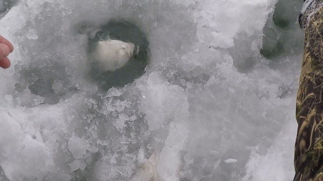 ЧТО ОНА ТВОРИТ | ПОДЛЕЩИК,ОКУНЬ,ПЛОТВА,ГУСТЕРА И ДАЖЕ ЁРШ |ЗИМНЯЯ РЫБАЛКА НА БЕЗМОТЫЛКУ | смотреть онлайн