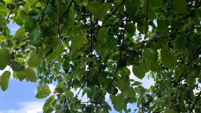 Вредно или полезно: эксперт развеяла мифы о крахмале смотреть онлайн