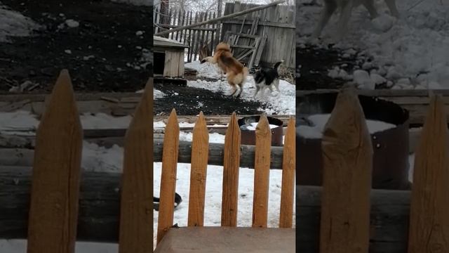 Собачий жестокий бой смотреть онлайн