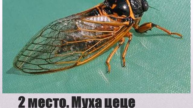 топ 5 ( самые опасные насекомые ) смотреть онлайн