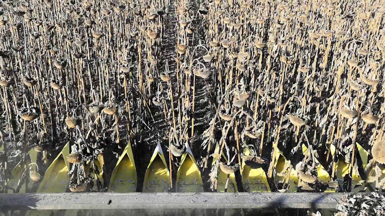 Но-тилл подсолнечник смотреть онлайн