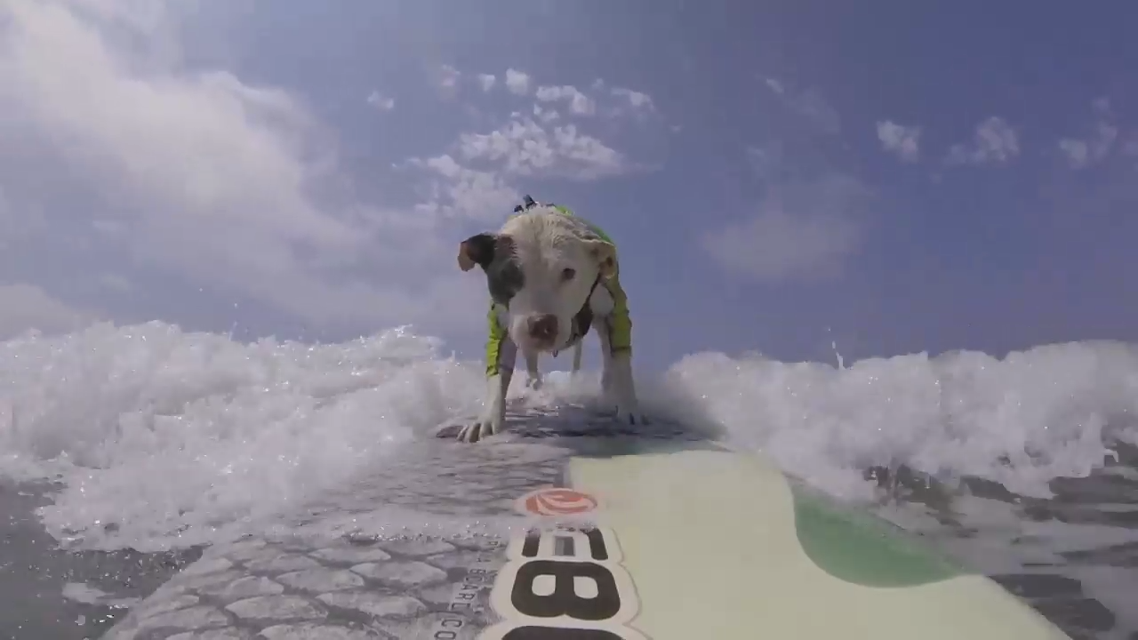 Пес на гребне волны смотреть онлайн