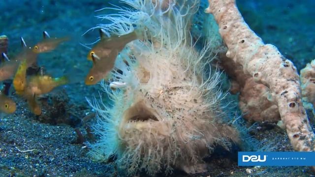 D2U club - Волосатая рыба жаба ... смотреть онлайн