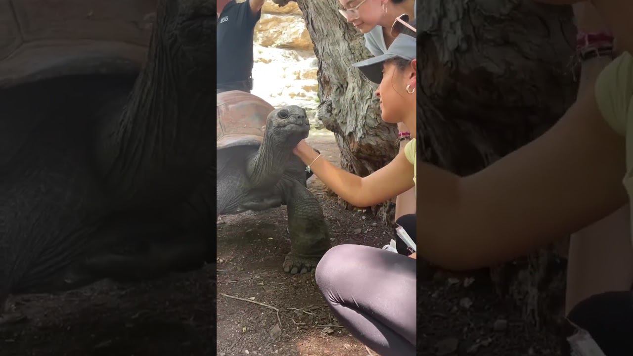 Прибалдела Тортилла ))) смотреть онлайн