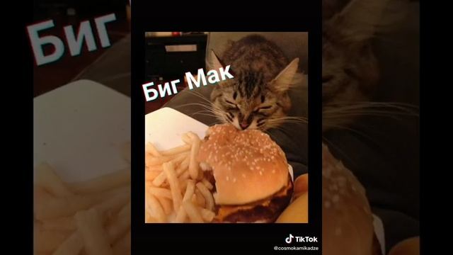 Топ 8 смешных кличек для котов