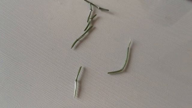 Видео 62. Черенкование монстеры Спайдермен смотреть онлайн