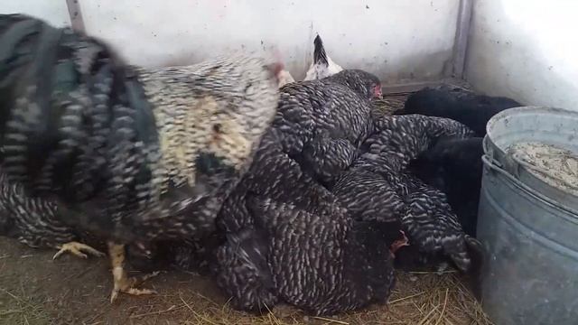 КУРЫ КУПАЮТСЯ.#ДеревенскоеСело смотреть онлайн
