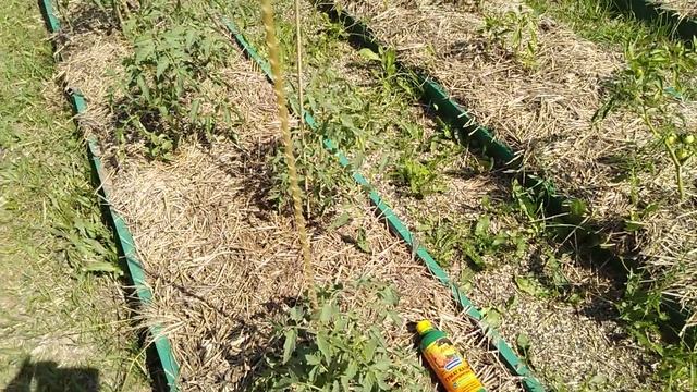 Томаты в открытом грунте!!! Уход и подкормки// секреты хороших урожаев. смотреть онлайн