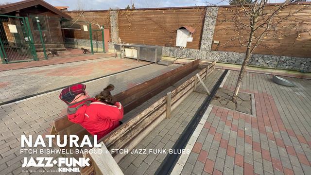 Подача ТРЕХ щенков в 3,5 месяца 15 ноября 2022     HD 1080p